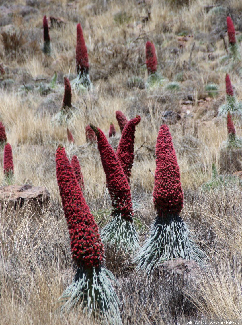Удивительные цветы Тенерифе глазами Вихтелей (фото 9)