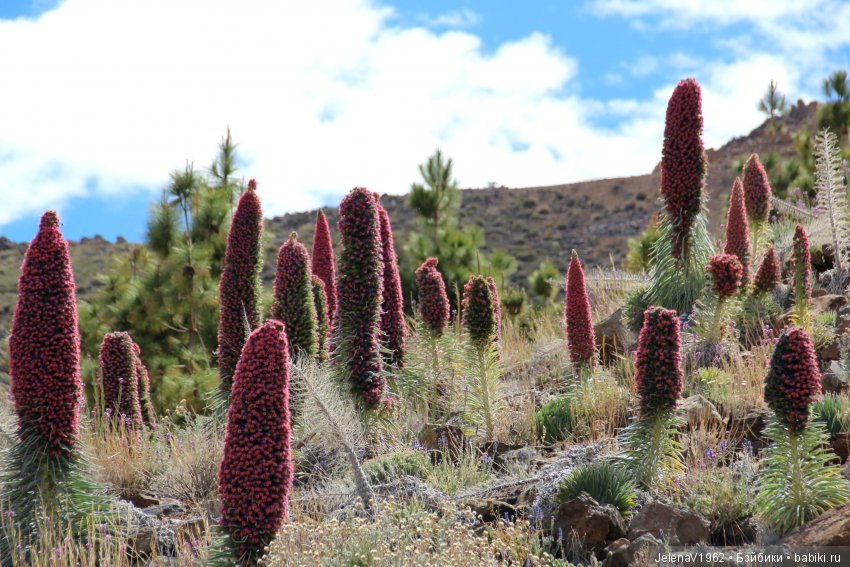 Удивительные цветы Тенерифе глазами Вихтелей