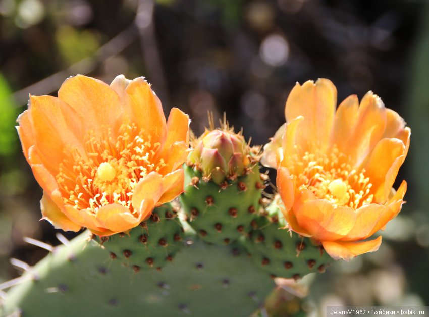 Удивительные цветы Тенерифе глазами Вихтелей