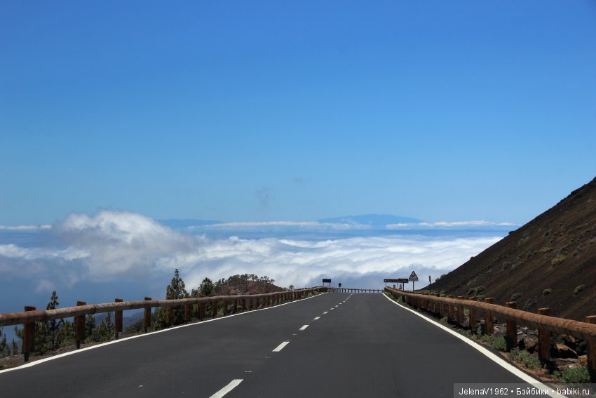 Удивительные цветы Тенерифе глазами Вихтелей