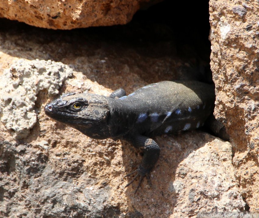 Удивительные цветы Тенерифе глазами Вихтелей