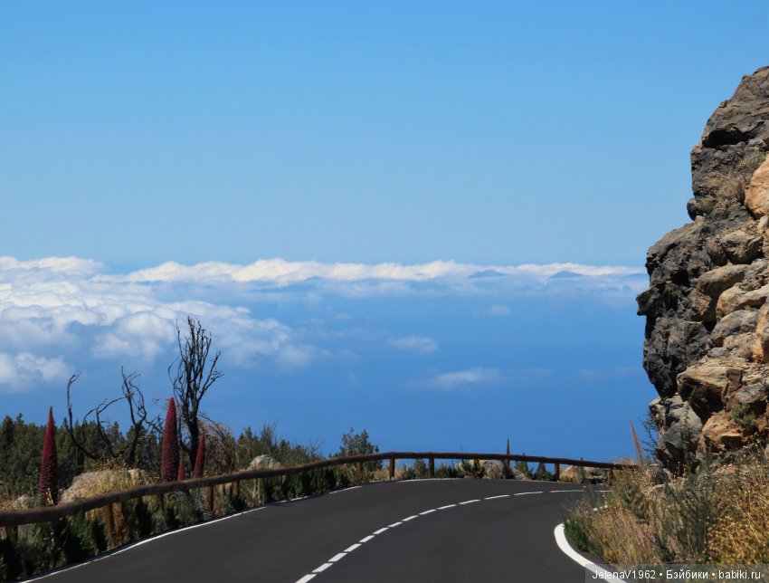 Удивительные цветы Тенерифе глазами Вихтелей