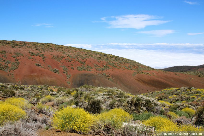 Удивительные цветы Тенерифе глазами Вихтелей