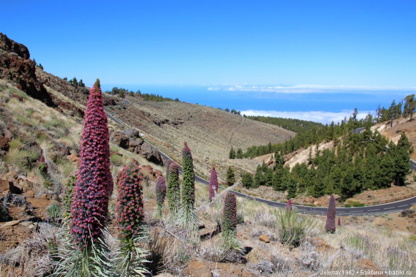 Удивительные цветы Тенерифе глазами Вихтелей