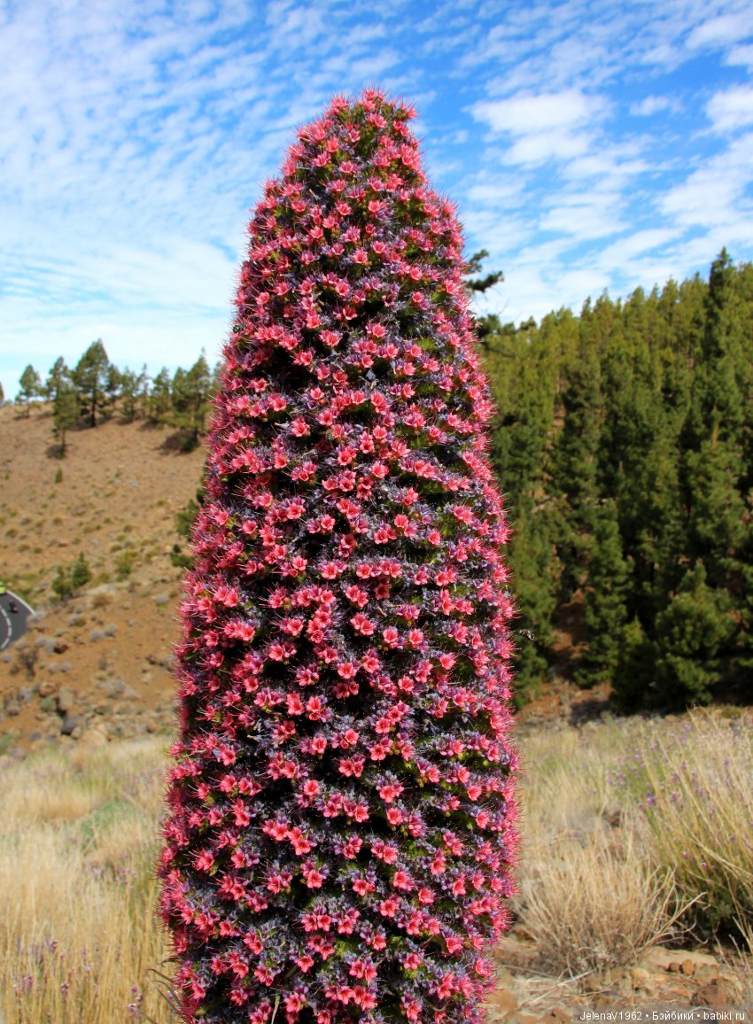 Удивительные цветы Тенерифе глазами Вихтелей