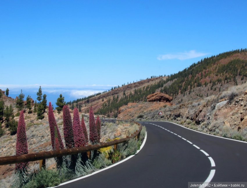 Удивительные цветы Тенерифе глазами Вихтелей