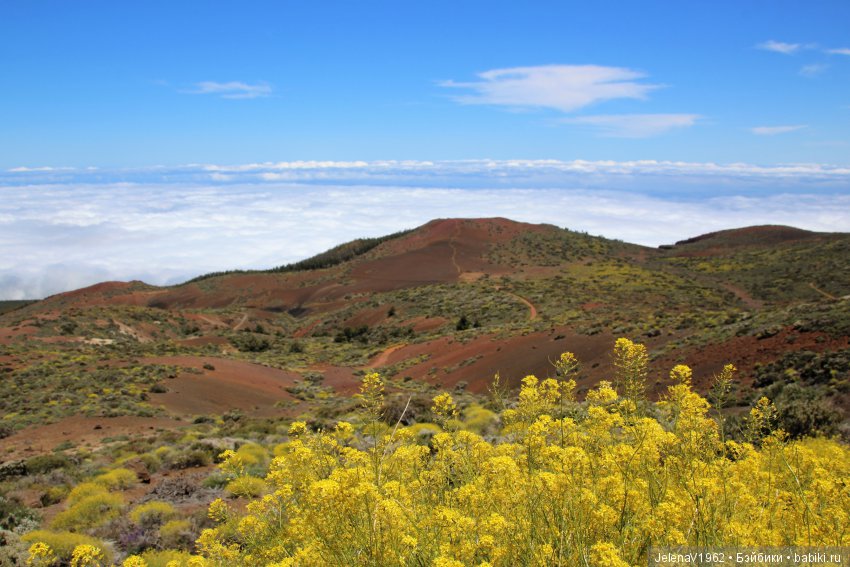 Удивительные цветы Тенерифе глазами Вихтелей