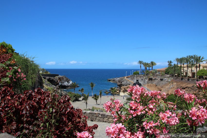 Удивительные цветы Тенерифе глазами Вихтелей