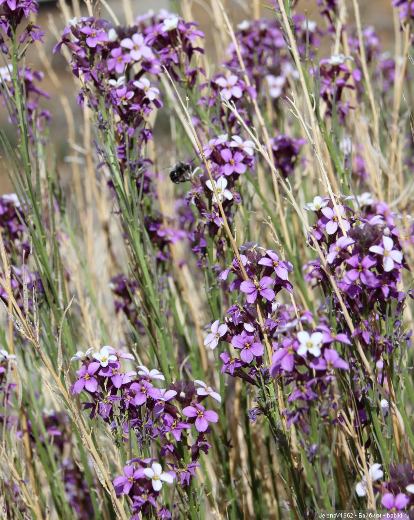 Удивительные цветы Тенерифе глазами Вихтелей