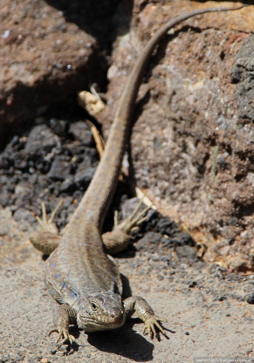Удивительные цветы Тенерифе глазами Вихтелей