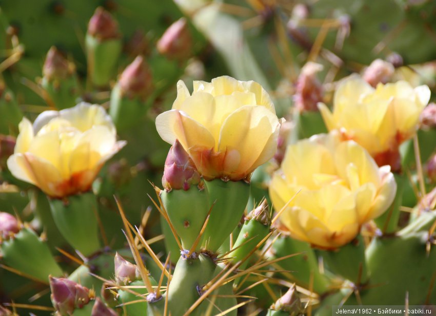 Удивительные цветы Тенерифе глазами Вихтелей