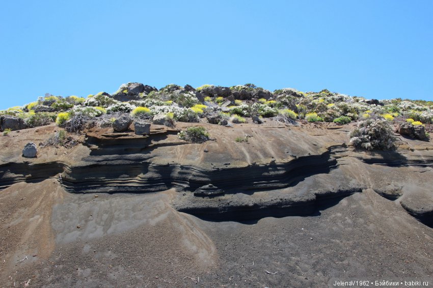 Удивительные цветы Тенерифе глазами Вихтелей