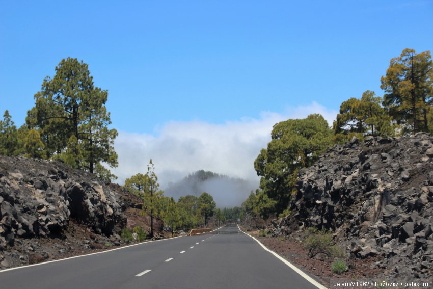 Удивительные цветы Тенерифе глазами Вихтелей