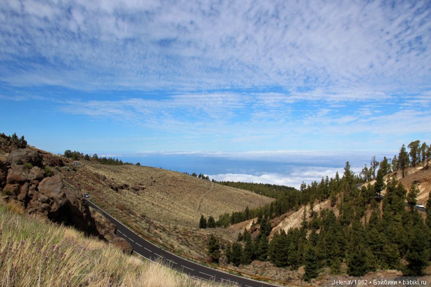 Удивительные цветы Тенерифе глазами Вихтелей