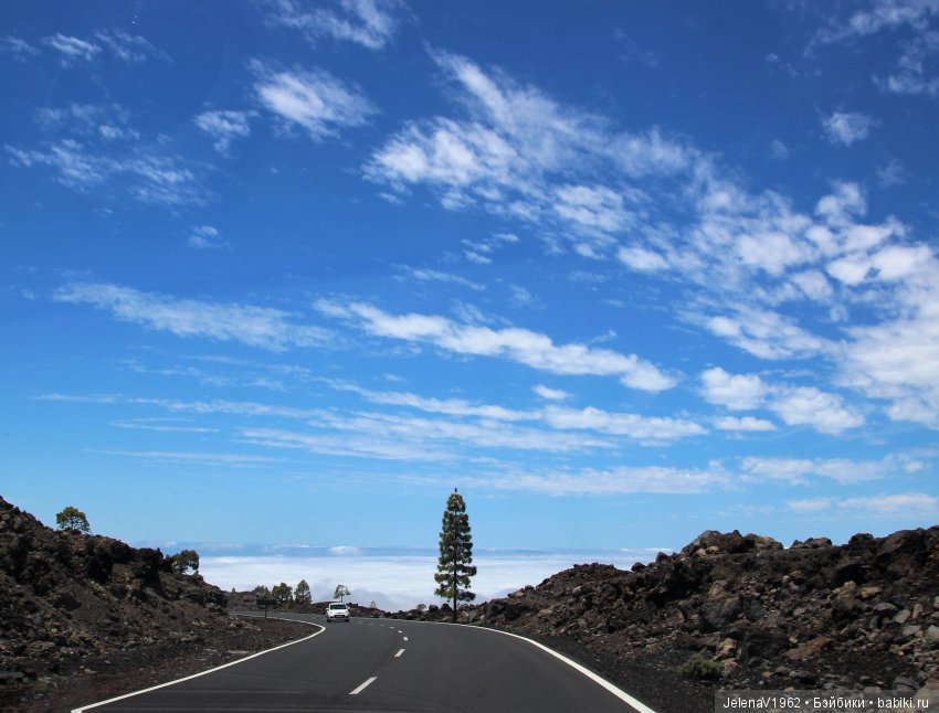 Удивительные цветы Тенерифе глазами Вихтелей