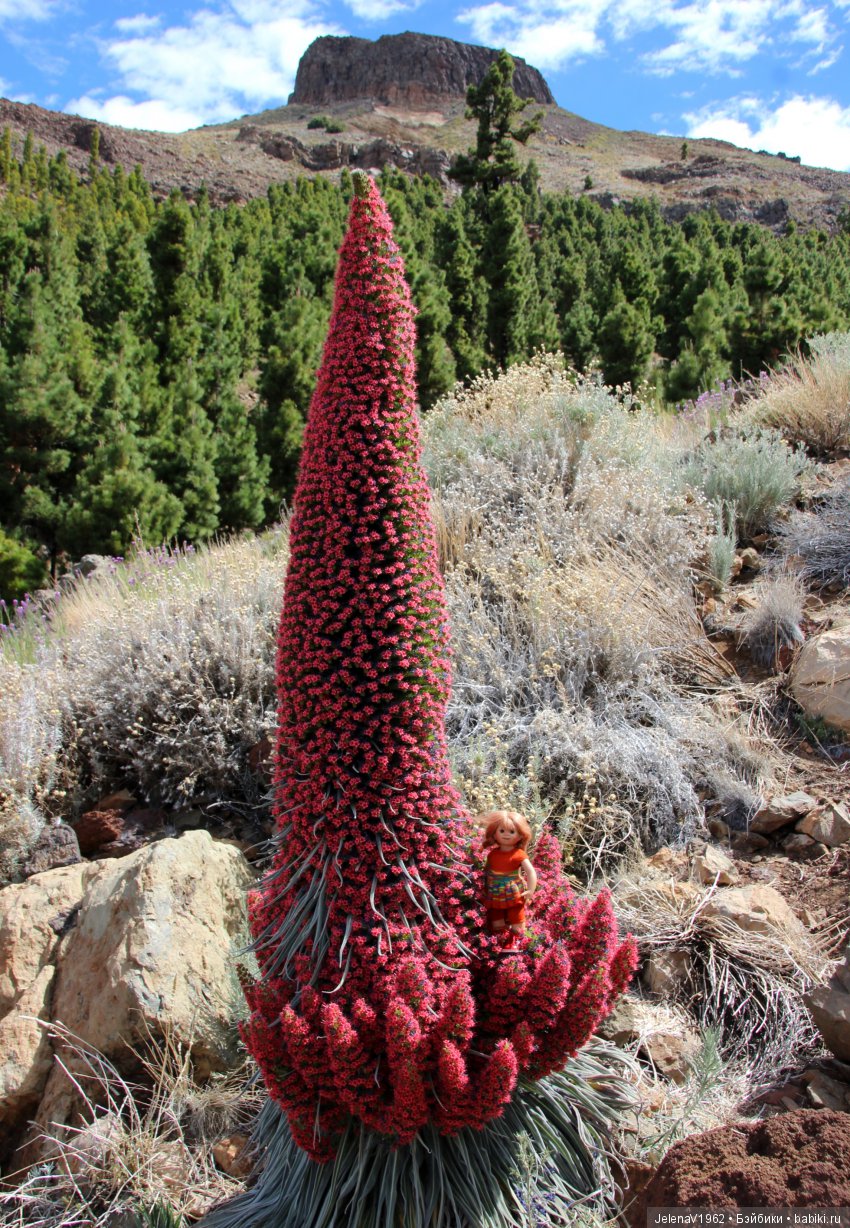 Удивительные цветы Тенерифе глазами Вихтелей