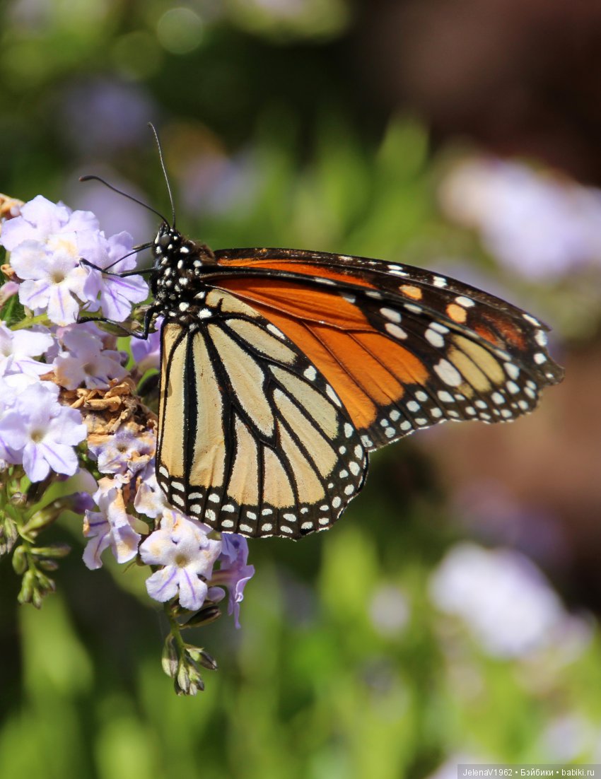 Удивительные цветы Тенерифе глазами Вихтелей