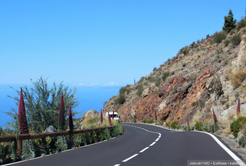 Удивительные цветы Тенерифе глазами Вихтелей
