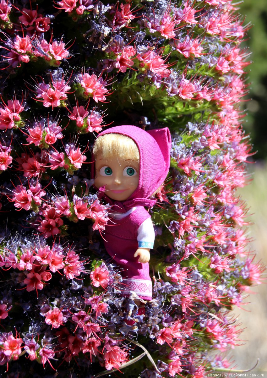 Удивительные цветы Тенерифе глазами Вихтелей