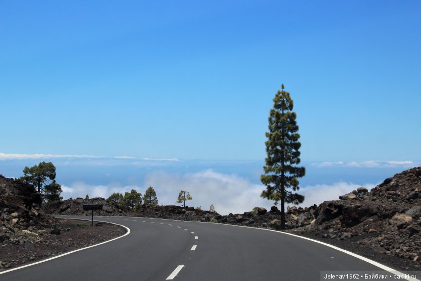 Удивительные цветы Тенерифе глазами Вихтелей