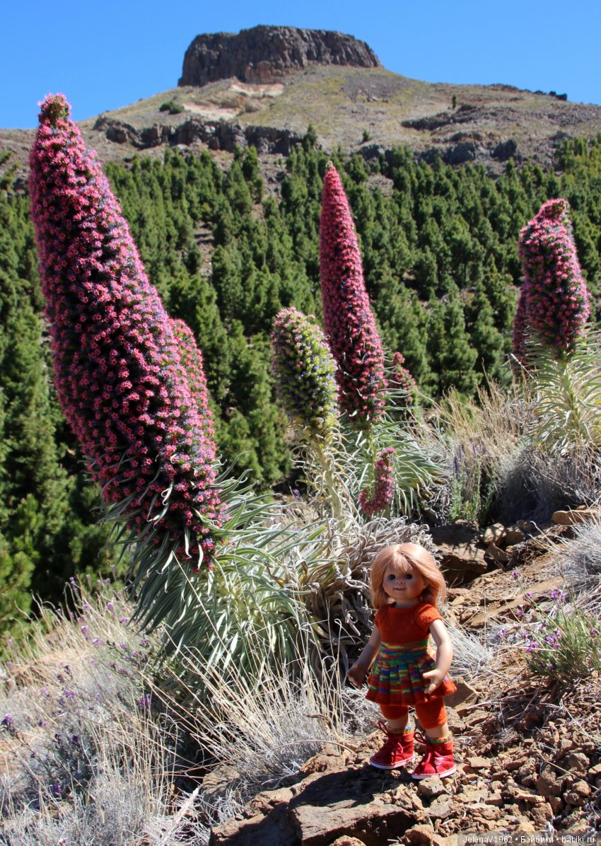 Удивительные цветы Тенерифе глазами Вихтелей