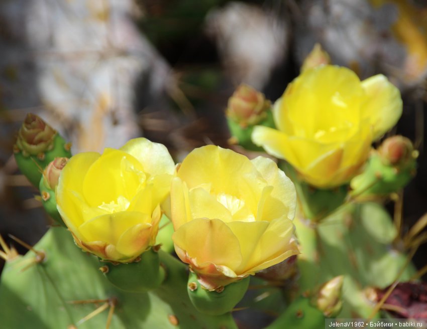 Удивительные цветы Тенерифе глазами Вихтелей