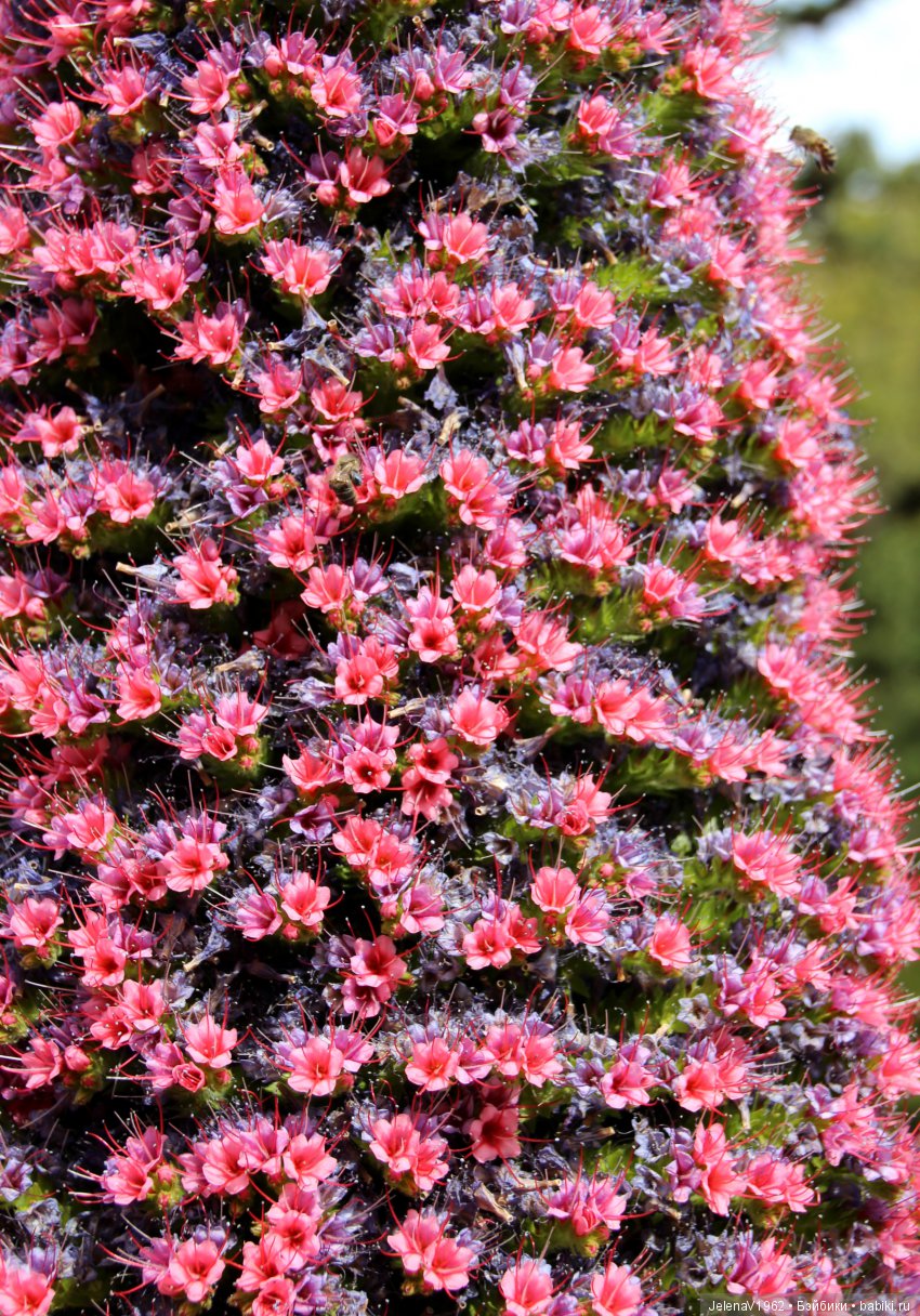 Удивительные цветы Тенерифе глазами Вихтелей