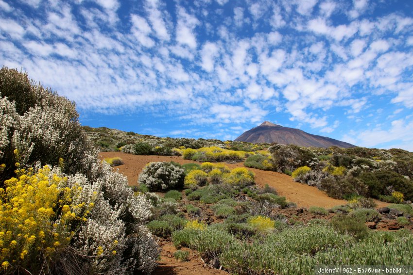 Удивительные цветы Тенерифе глазами Вихтелей