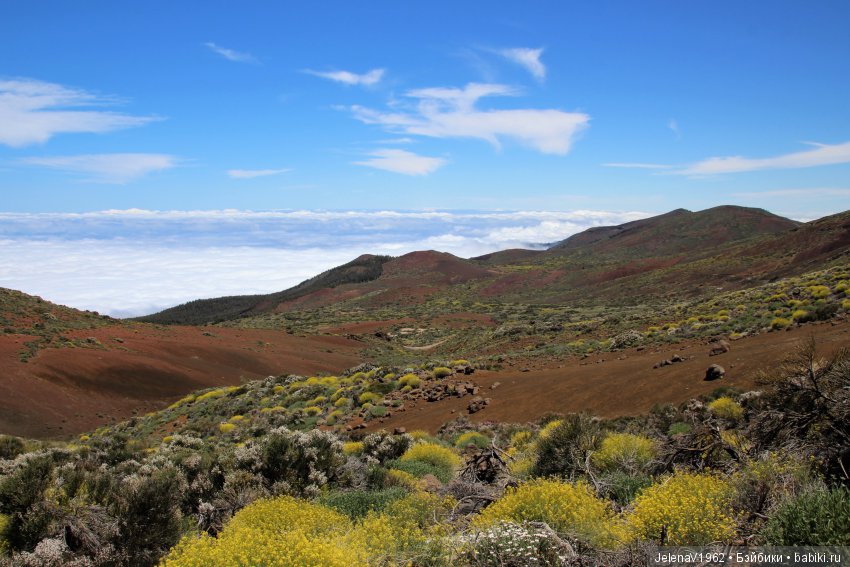 Удивительные цветы Тенерифе глазами Вихтелей
