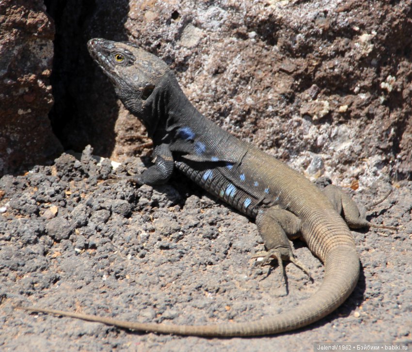 Удивительные цветы Тенерифе глазами Вихтелей