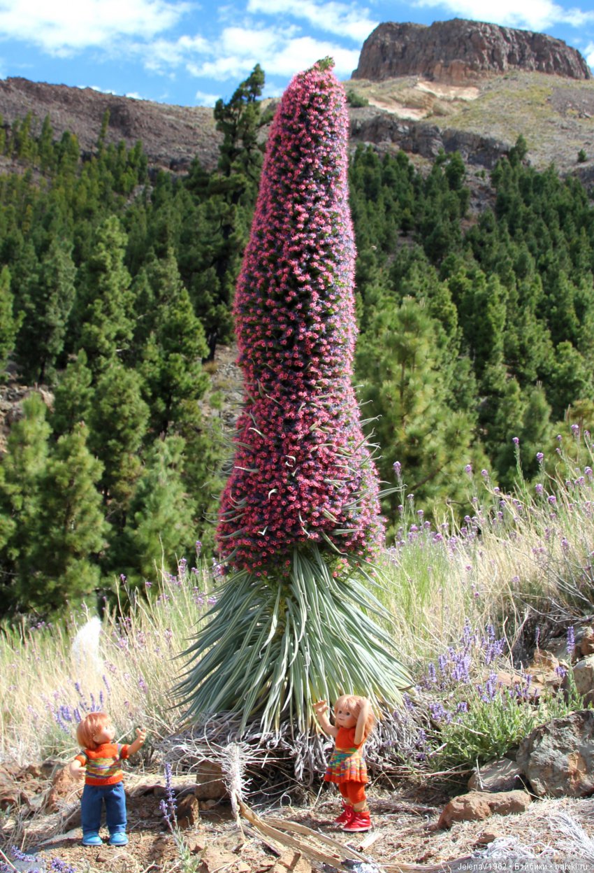Удивительные цветы Тенерифе глазами Вихтелей