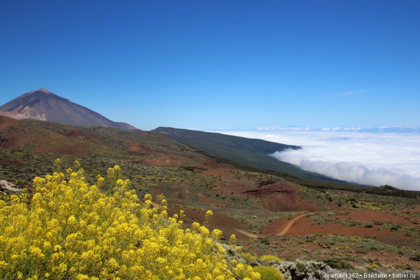 Удивительные цветы Тенерифе глазами Вихтелей