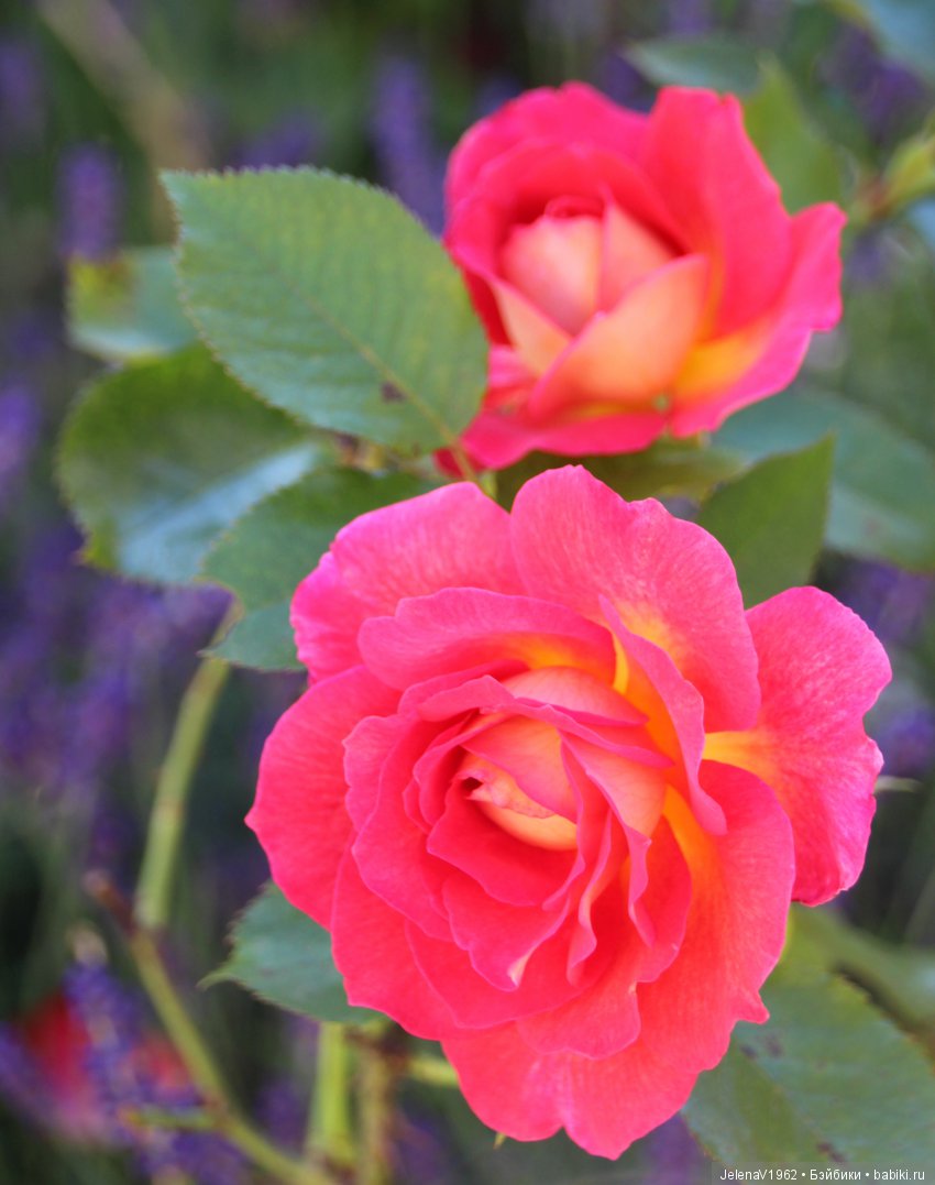 Пополнение в моём семействе Цвергназе. Ирмхен и летние прогулки