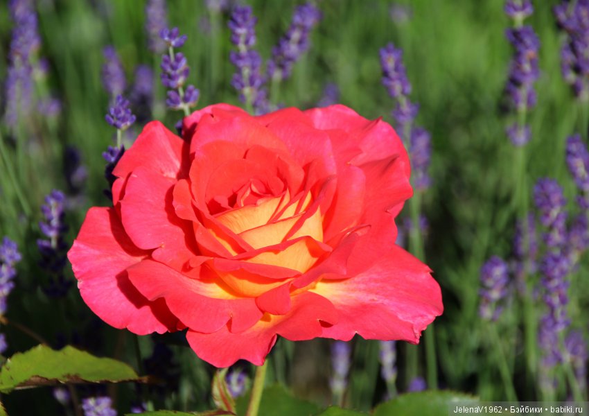 Пополнение в моём семействе Цвергназе. Ирмхен и летние прогулки