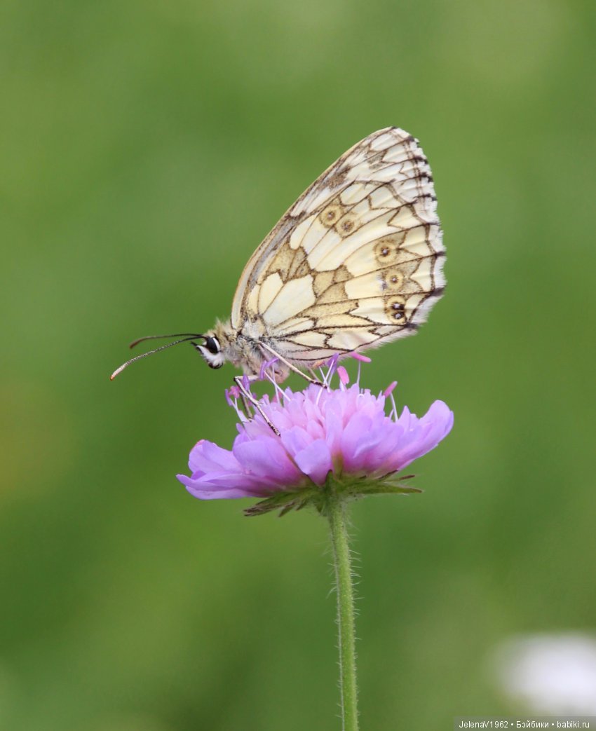 Пополнение в моём семействе Цвергназе. Ирмхен и летние прогулки