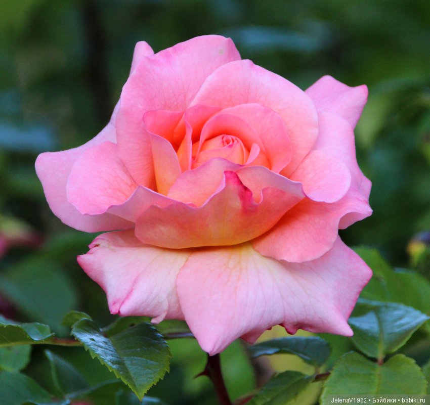 Пополнение в моём семействе Цвергназе. Ирмхен и летние прогулки