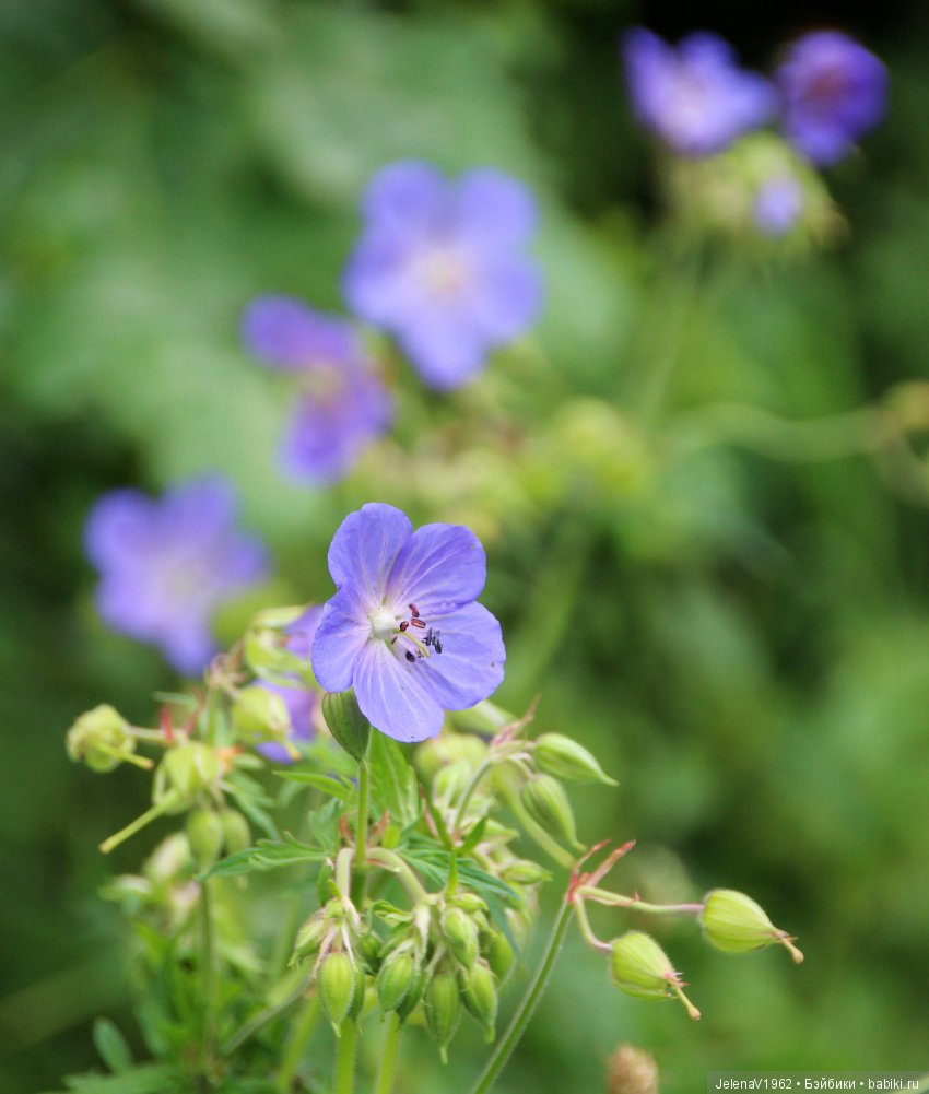 Пополнение в моём семействе Цвергназе. Ирмхен и летние прогулки