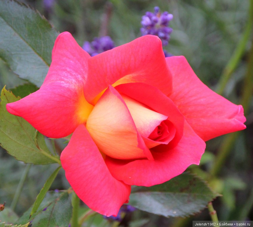 Пополнение в моём семействе Цвергназе. Ирмхен и летние прогулки