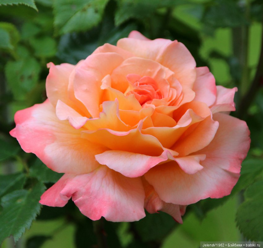 Пополнение в моём семействе Цвергназе. Ирмхен и летние прогулки