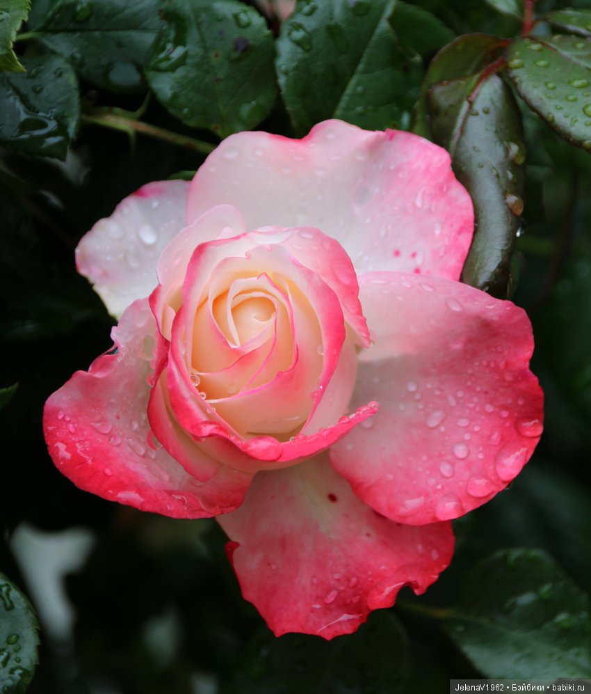 Пополнение в моём семействе Цвергназе. Ирмхен и летние прогулки (фото 10)