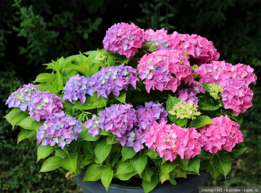 Пополнение в моём семействе Цвергназе. Ирмхен и летние прогулки