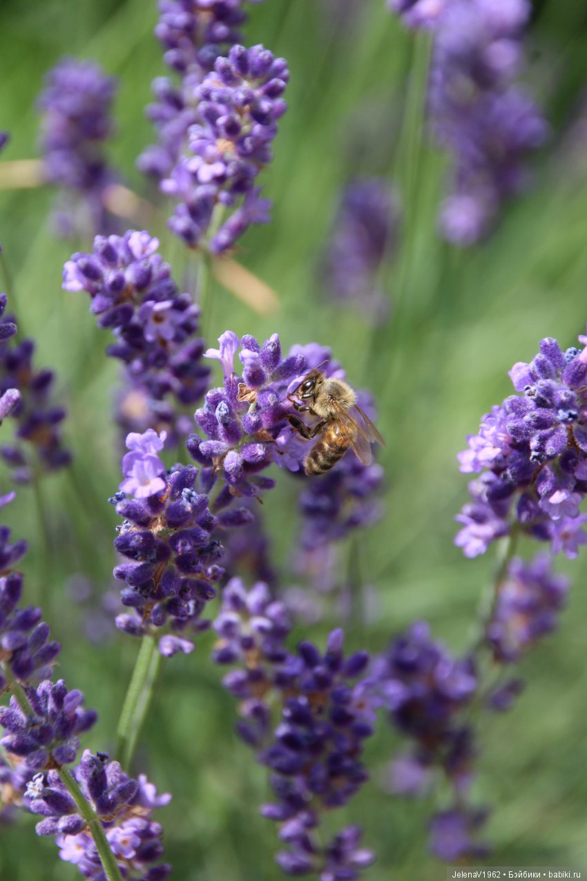 Пополнение в моём семействе Цвергназе. Ирмхен и летние прогулки (фото 6)
