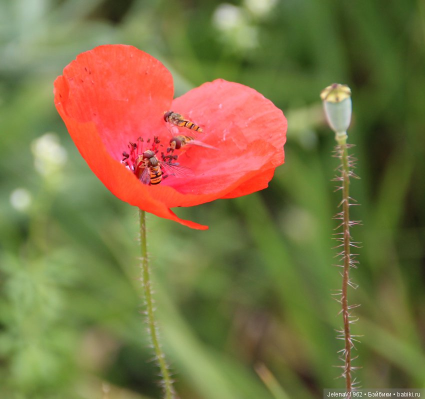 Пополнение в моём семействе Цвергназе. Ирмхен и летние прогулки