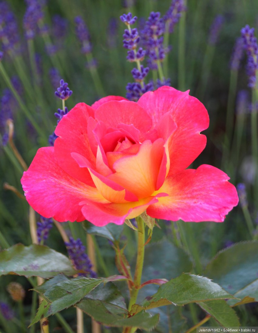 Пополнение в моём семействе Цвергназе. Ирмхен и летние прогулки