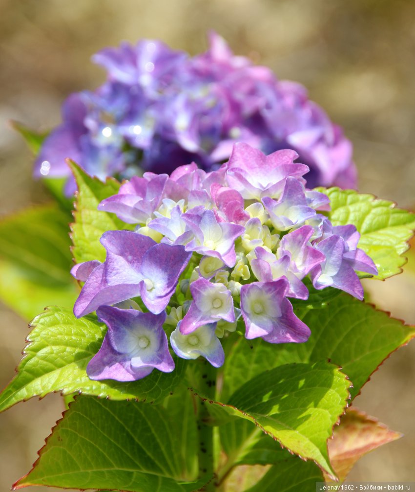 Пополнение в моём семействе Цвергназе. Ирмхен и летние прогулки