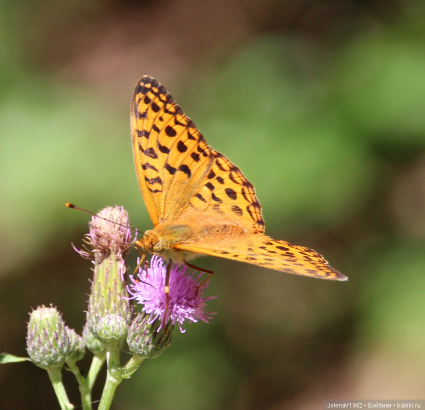 Одна выкройка, три платья и много желающих примерить