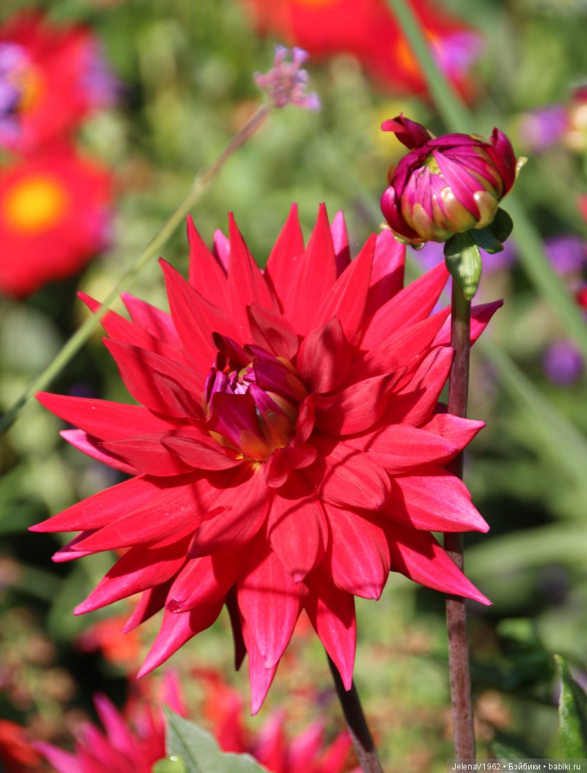 Одна выкройка, три платья и много желающих примерить