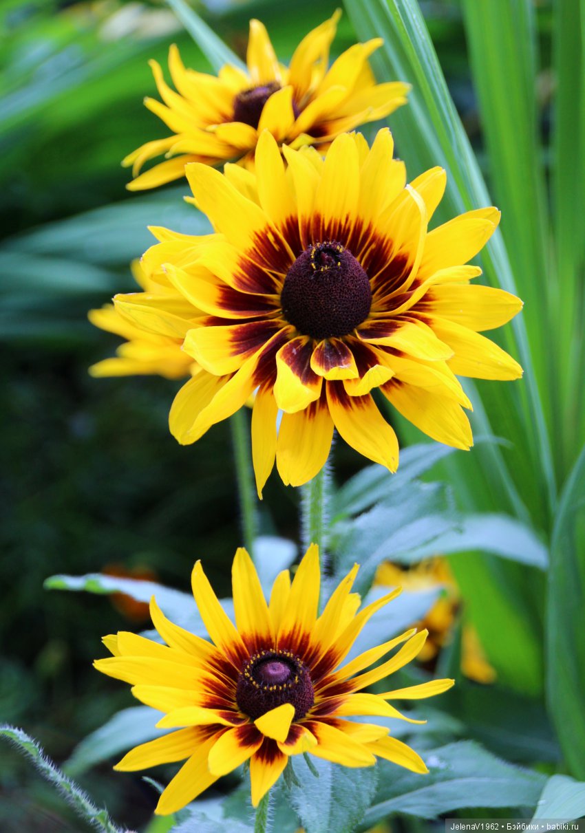 Одна выкройка, три платья и много желающих примерить