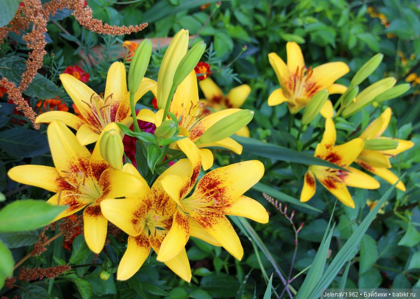 Одна выкройка, три платья и много желающих примерить