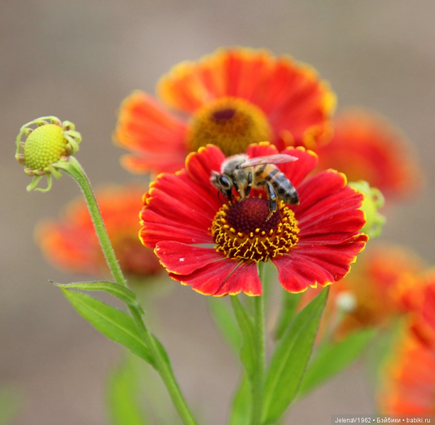 Одна выкройка, три платья и много желающих примерить